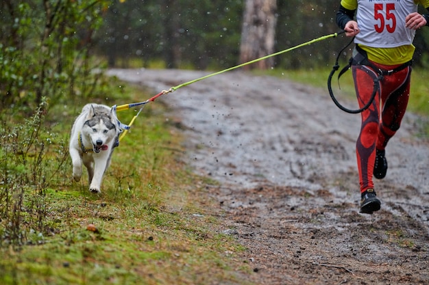 Canicross Dog Mushing Race