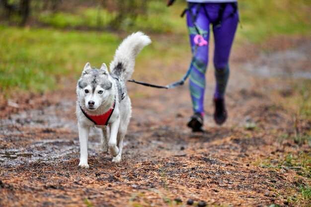 Canicross Hunderennen in der Natur