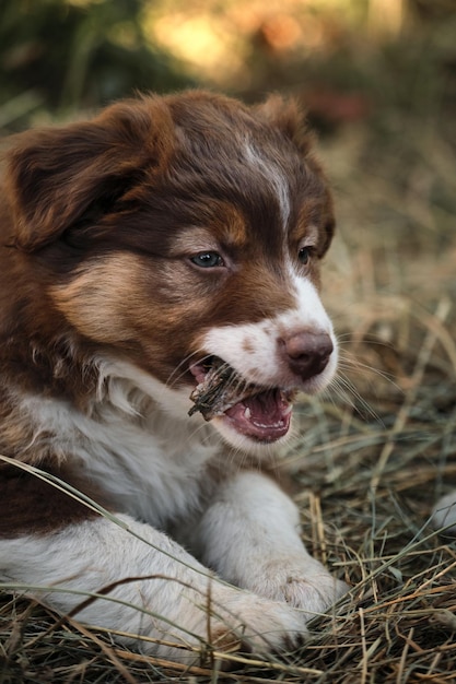 Canil de pastores australianos Filhote de cachorro australiano tricolor vermelho com olhos castanhos inteligentes