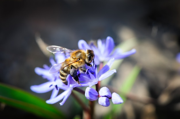 Canilla o scilla con abeja