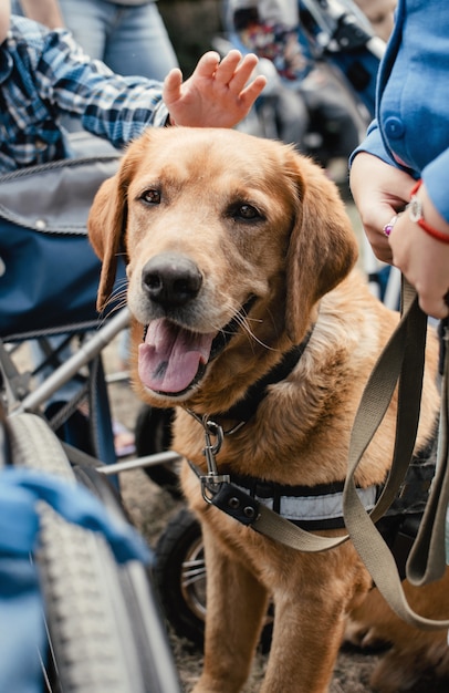 Foto canis hundetherapie. labrador-hund und behinderte kinder auf grünem gras