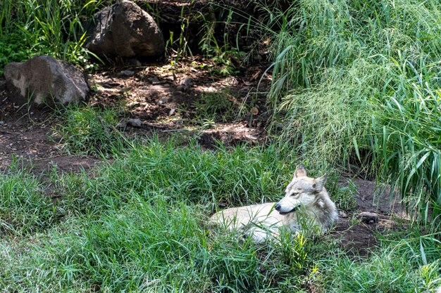 Canis lupus lobo gris mexicano en el zoológico detrás de una malla que lo contiene México