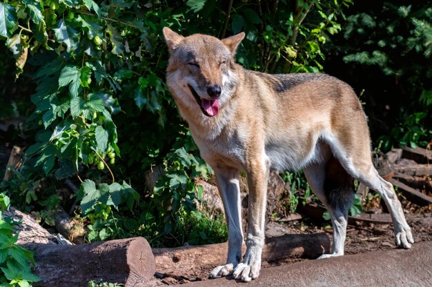 Canis lupus o lobo gris en cautiverio