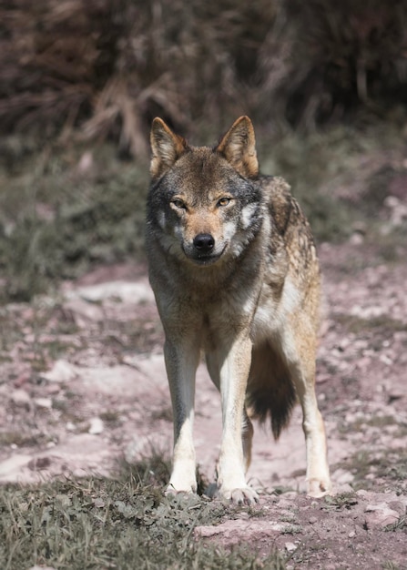 Foto canis lupus signatus lobo ibérico nas florestas da espanha