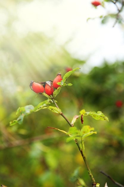 Cankerberry auf Zweig des Busches