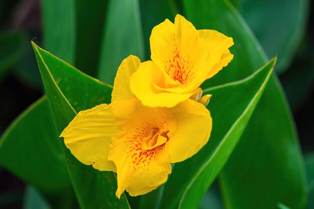 Canna-Blume im Garten