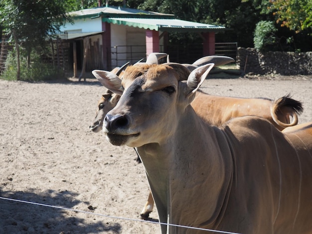 Canna eland común Taurotragus oryx un antílope que vive en África en la ecorregión del Serengeti Varios antílopes Una manada de animales con punta de ballena en el Palic Zoo Serbia