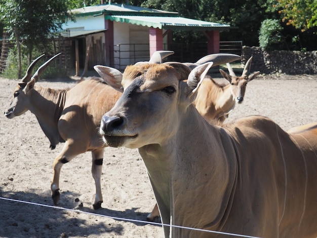 Canna eland común Taurotragus oryx un antílope que vive en África en la ecorregión del Serengeti Varios antílopes Una manada de animales con punta de ballena en el Palic Zoo Serbia