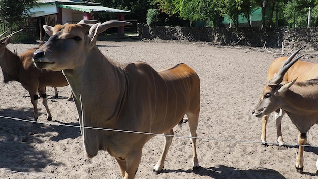 Canna elande comum Taurotragus oryx um antílope que vive na África na ecorregião de Serengeti Vários antílopes Um rebanho de animais com pontas de baleia no Zoológico Palic Sérvia