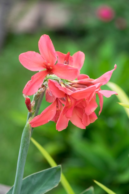 Canna florece en el jardín