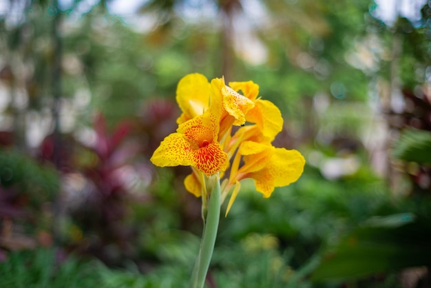 Canna indica amarillo en primer plano con fondo borroso