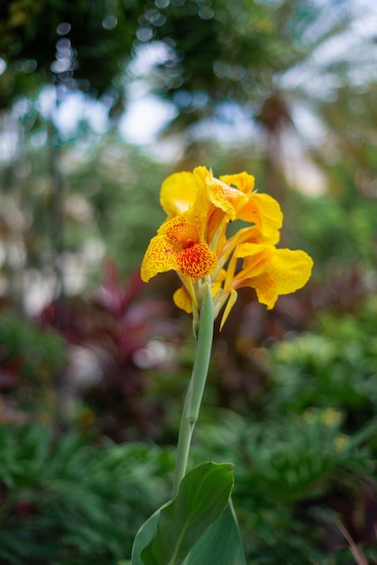 Canna indica amarillo en primer plano con fondo borroso