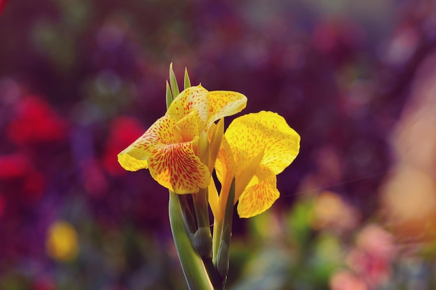 Canna Indica-Blume in voller Blüte