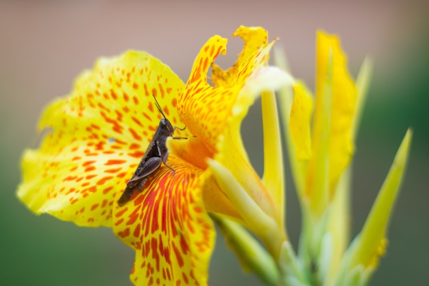 Foto canna indica blume