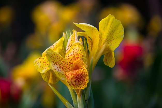 Canna Indica Blume