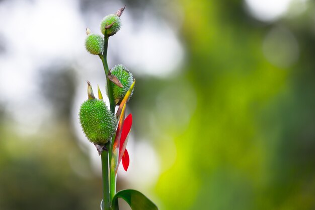 Canna Indica flor o Indian Shoot en el jardín con un bonito fondo suave y hermoso