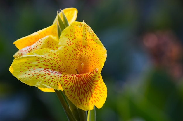 Canna Indica flor