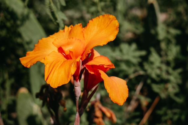 Canna 'Lulubell' em close-up