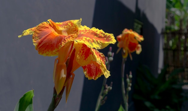 Canna oder Canna Lily ist die einzige Gattung von Blütenpflanzen in der Familie Cannaceae