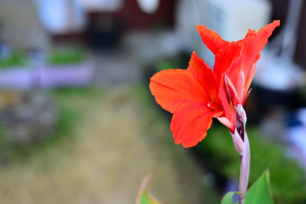 Foto canna rojo flores con fondo borroso