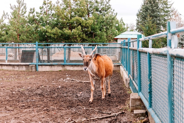 Canna vulgaris mira al marco y camina por su prado en el zoológico. La especie de antílope más grande que se encuentra en el este y Sudáfrica. Una rara especie de mamíferos.