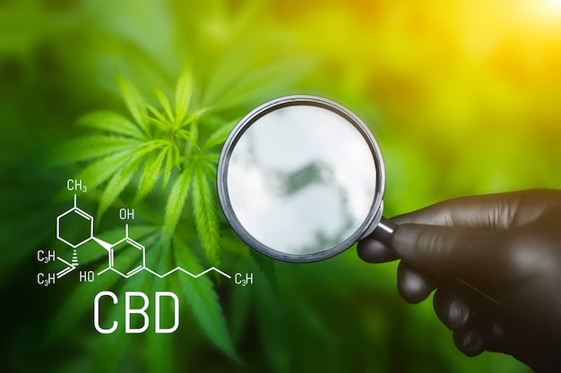 Cannabinoide und Gesundheit, medizinisches Marihuana, CBD-Elemente in Cannabis. Schöner Hintergrund des grünen Hanfs, Platz für Kopienraum. Cannabis-CBD-Öl (Cannabidiol)