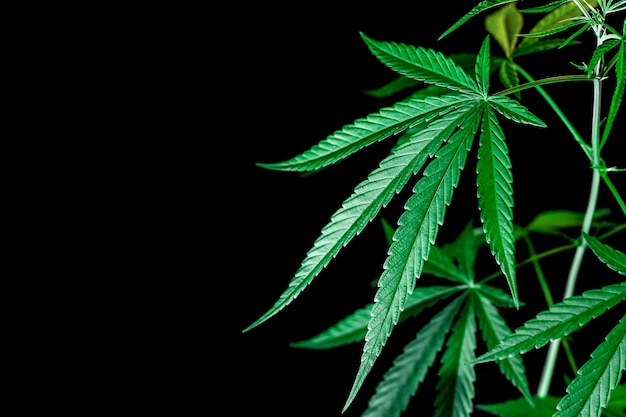 Cannabis auf einem schwarzen Hintergrund