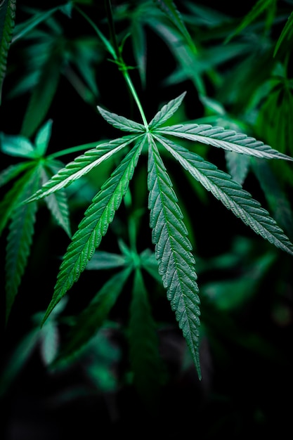 Cannabis auf schwarzem Hintergrund