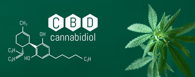 Cannabis CBD, Cannabidiol-Blatt mit CBD-Titel und -Formel - Legal Cannabis - Banner grüner Hintergrund. Bannerformat mit Platz für Kopienraum
