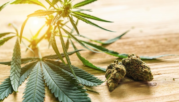 Cannabis CBD e botões de maconha na mesa Conceito de medicina alternativa à base de plantas cbd óleo indústria farmacêutica