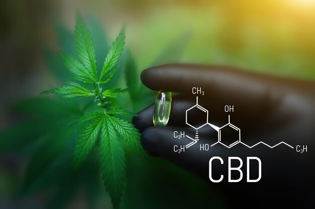 Cannabis-CBD-Pille in der Hand mit schwarzem Handschuh, Cannabidiol und grüner Hanfblattkapsel, Hanfölkapsel. CBD-Cannabis-Formel