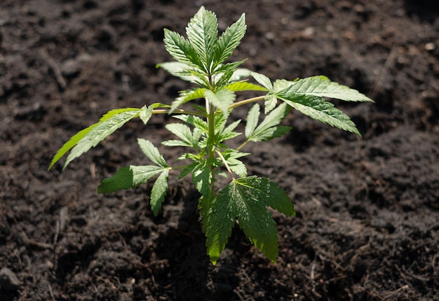 Cannabis da raça Blue Dream crescendo no chão