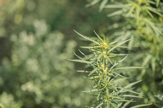 Cannabis de ramo verde com folhas de cinco dedos