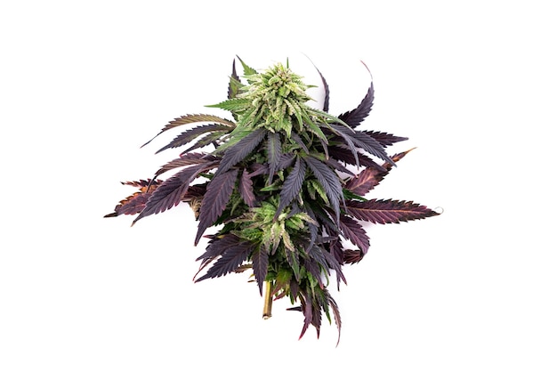 Cannabis e canabinóides medicinais Cbd