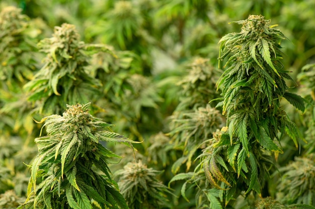 Cannabis em floração pronto para ser utilizado para extração em vários produtos médicos e alimentares