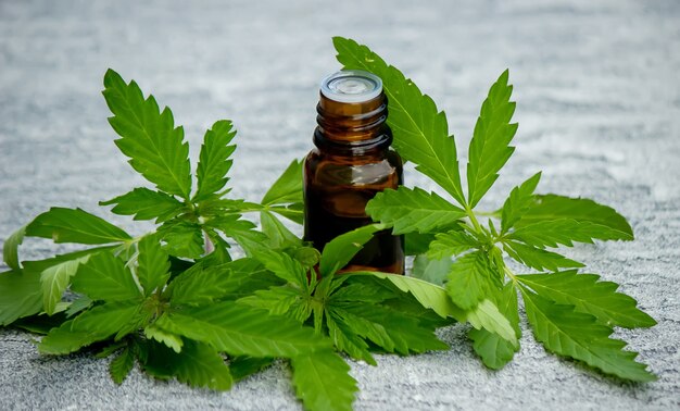 Cannabis erva e folhas para caldo de tratamento