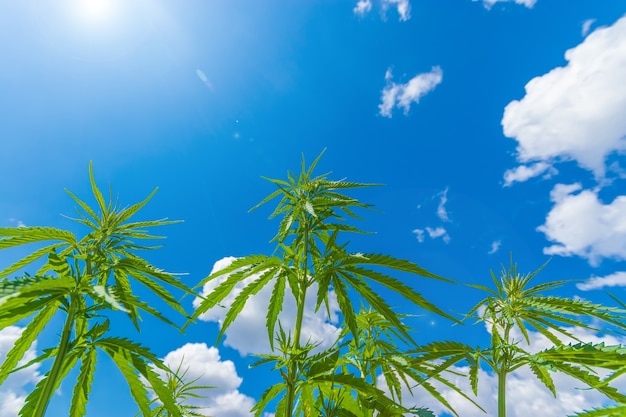 El cannabis se extiende hacia el cielo / el cannabis crece al aire libre