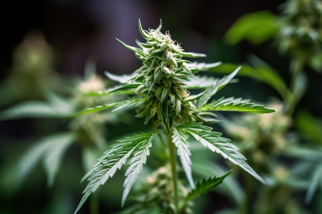 Cannabis grün blühende Pflanze generativer ai