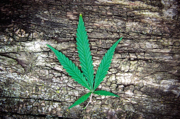 Cannabis de hoja de marihuana sobre un viejo fondo de madera envejecido naturalmente