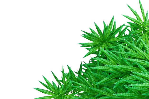 Cannabis im Hintergrund isoliert