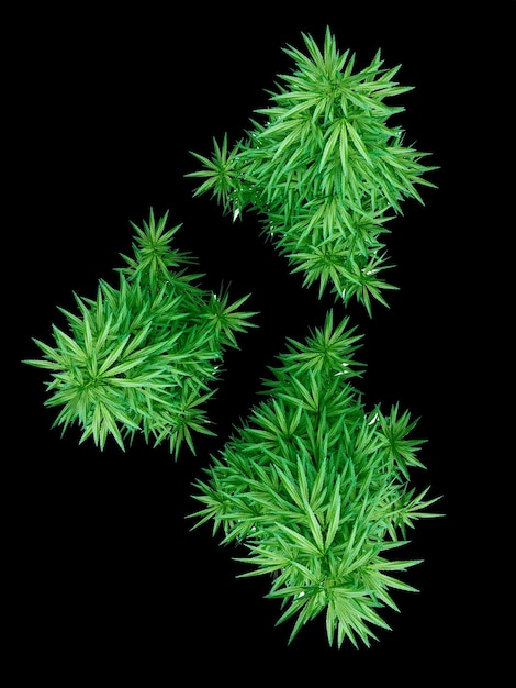 Cannabis isolada no fundo