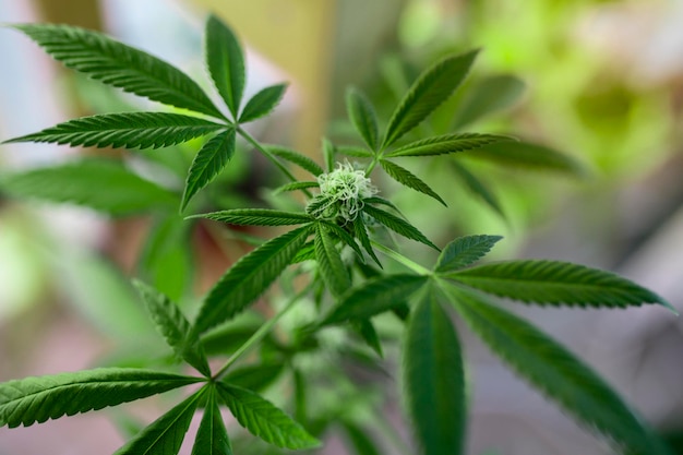 Foto el cannabis joven de primer plano es un enfrentamiento entre una droga y una hierba de fondo de cannabis orgánico de cultivo medicinal en la granja