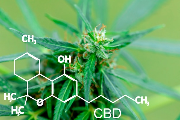 Cannabis Marihuana im Defokus mit dem Bild der Formel CBD