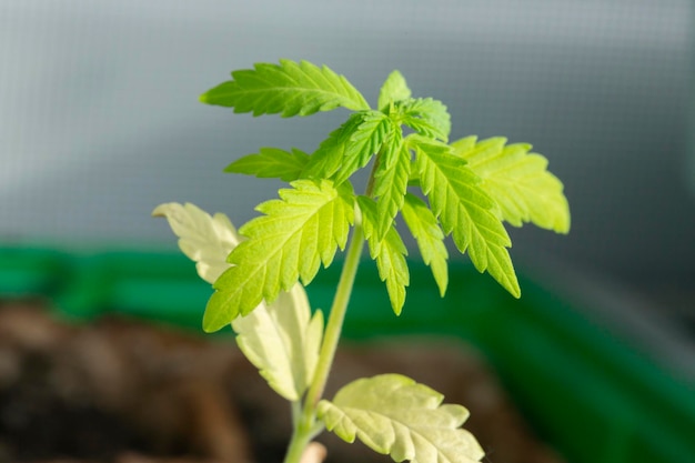 Cannabis Marihuana Marihuana Ganja Haschisch Reefer in einem Topf