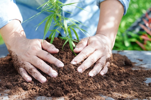 Cannabis Marihuana oder Marihuanablatt cbd thc wird als Rauschmittel oder Alternativmedizin verwendet