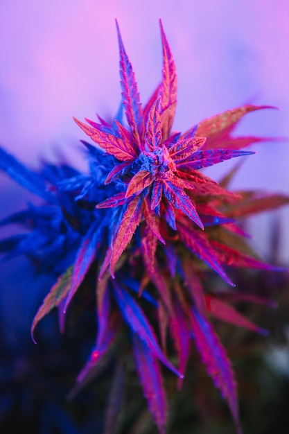 Cannabis Marihuana-Pflanze im Vaporwave Deep Purple Neon-Stil Medizinische Cannabis- oder Hanfpflanze mit Blütenknospen und ultraviolettem Licht Blühender vegetativer Busch mit Kristalltrichomen