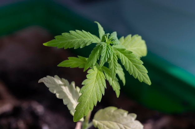 Cannabis Marijuana Marihuana Ganja Hashish Reefer em uma panela