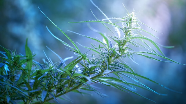 Cannabis medicinal. Folha de maconha de alta qualidade de perto