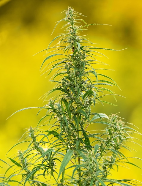 Cannabis medicinal. Folha de maconha de alta qualidade de perto