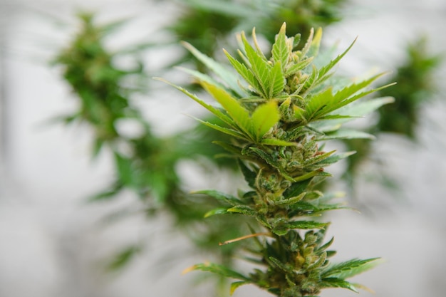 Cannabis medicinal de interior en flor planta de marihuana en casa